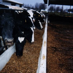 fenceline-feedbunk-cattle